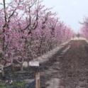 O'Henry peach trees growing in weighing lysimeter