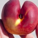 Deep suture in nectarine caused by water stress