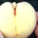 Deep suture in peach fruit with remnant of double fruit that never developed