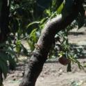 Gumming caused by scaffold girdling of a nectarine tree