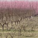 Hard pruning of 1-year-old (foreground) and 2-year-old (middle) peach trees with mature trees blooming in the background