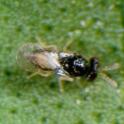 Tamarixa radiata (Waterson) wasp