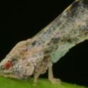 Asian citrus psyllids often perch with their hindquarters raised.