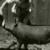 Vintage Girl Feeding Pig