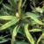 Yellow, brown, dying leaf margins on oleander are a symptom of b