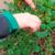 Master Gardener Trimming Salad Burnet