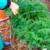 Master Gardener Picking Carrots from Strawbale Planting