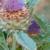 Purple artichoke bloom