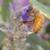 Italian honey bee on sage