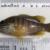 Green sunfish, on measuring board, 9.5 cm, Leonard Lake