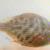 Tule perch, barred, 4 in., Suisun Marsh