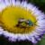 Green Metallic Sweat Bee