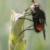 Tachinid Fly on Lavender