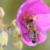 Honey bee on rock purslane (Calandrinia grandiflora)