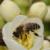 Bee on flowering quince