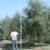 Mechanical olive pruning: Bobby of Laux Management measures the height of the tree before topping