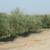 Mechanical olive pruning: Topped trees are on the right; trees on the left were skirted only