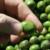 Experimental olive harvest: Bruising injury