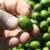 Experimental olive harvest: Injury