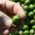 Experimental olive harvest:  Injury