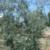 Experimental olive harvest: Post-Colossus harvested tree