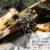 Erick Neilsen Enterprises trunk-shaking harvester in olive orchard: olives into the bin