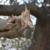 Hutchinson canopy-sharing harvester in olive orchard: observed damage after harvest