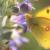 Orange sulphur butterfly