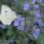 Cabbage white butterfly (Pieris rapae)