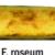 Fusarium roseum