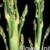 Asparagus Flower Initiation
