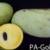 Pawpaw genotype (PA-Golden)