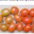 Grape Tomato Maturity & Ripeness