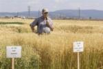 Cal Qualset in Oat Nursery