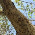 Trunk of a heavily infested California sycamore (Photo by Beatriz Nobua-Behrmann, UC Cooperative Extension)