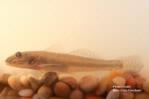 Yellowfin goby, 4 in, side angle, Suisun Marsh