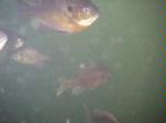 Bluegill, group in water, Leanord Lake