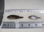Bluegill and green sunfish comparison, Leonard Lake