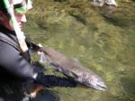 Chinook salmon, hand held in water, Butte Creek