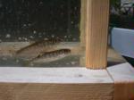 Coho and Chinook fry, Shasta River