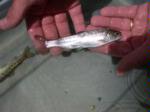 Coho salmon, smolt, hand held, Shasta River