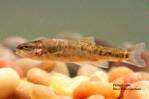 Speckled dace, Modoc County