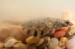 Starry flounder, side view, 3 in., Suisun Marsh