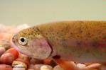 Rainbow trout, head, Lassen Creek, Modoc County