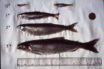 Kokanee with sizes indicated (Canadian dollar used for reference) Location: Kootenay Lake, BC, Canada, Date: circa 1994,