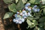 Blueberry plant 3