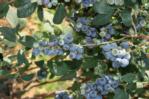 Blueberry plant 4