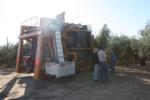 Ag-Right over-the-row harvester in olive orchard: Pre-harvest preparation