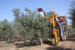 Ag-Right over-the-row harvester in olive orchard: Approach to tree