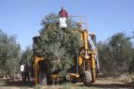Ag-Right over-the-row harvester in olive orchard: Harvest process